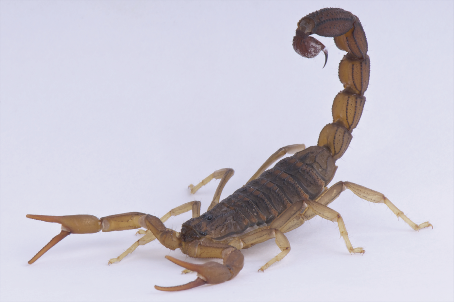 Do Scorpions Hibernate in the Winter? Find out why!